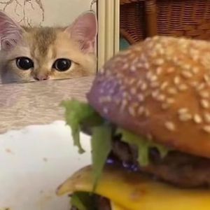 韩国做aj的视频大全
